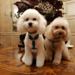 Centre Caní Còrsega