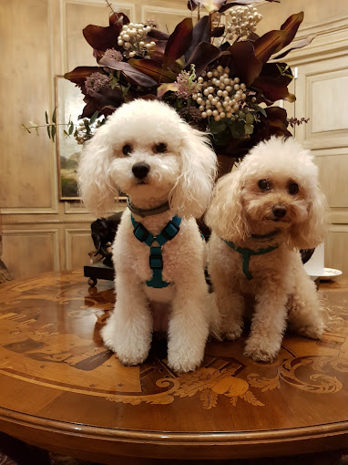 Centre Caní Còrsega