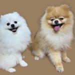 Esos Pelillos Perruqería de gossos